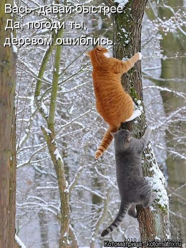 Котоматрицы (картинки с надписями)