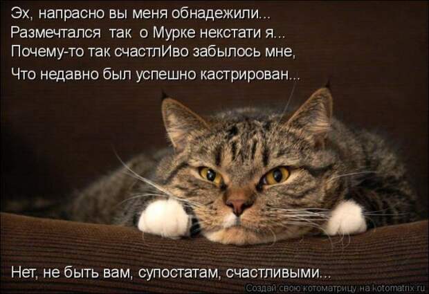 Лучшие котоматрицы недели (50 фото)