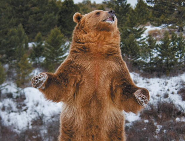 медведь-шатун