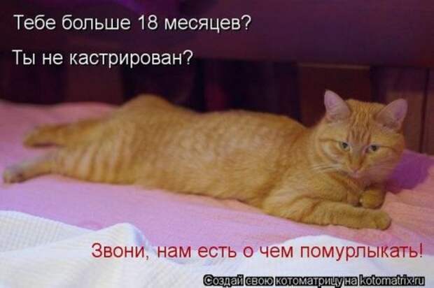 Лучшие котоматрицы недели (28 фото)