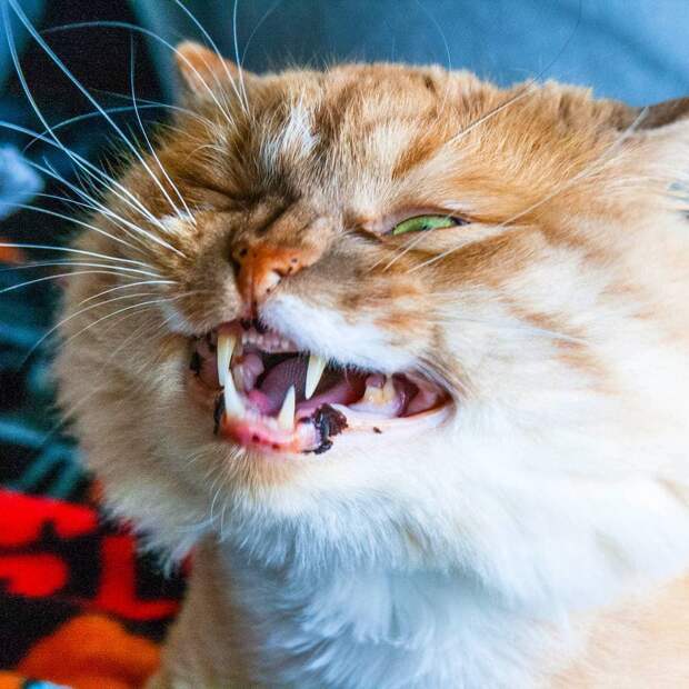 забавные коты кот чихает