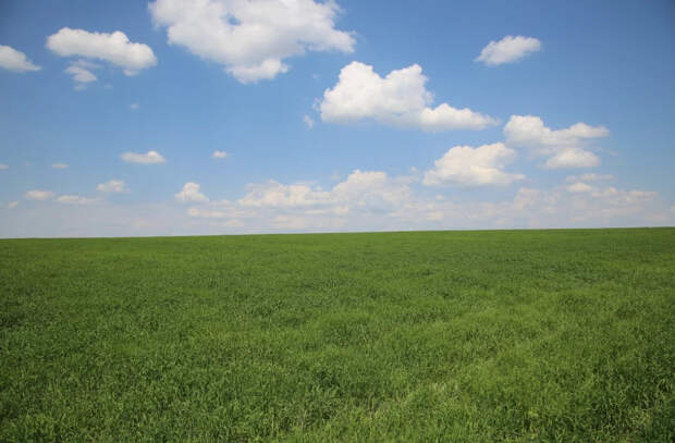 Каким будет урожай зерновых на юге Молдовы в этом году?