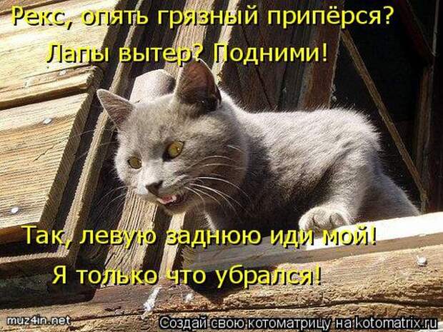 Лучшие котоматрицы недели (50 фото)