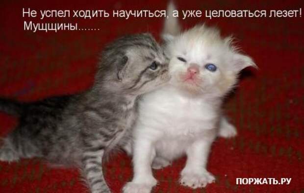 Ржачные картинки животных, смешные надписи.