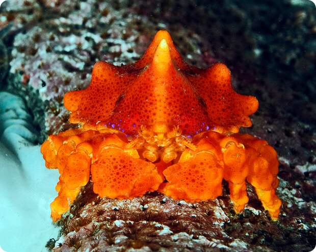 Крабовидный рак-отшельник Lopholithodes mandtii