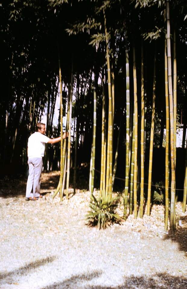 Бамбук в Ботаническом саду