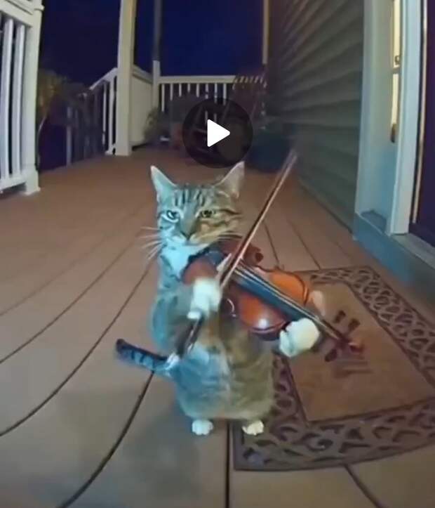 Кот скоро к соседям уйдёт с таким отношением