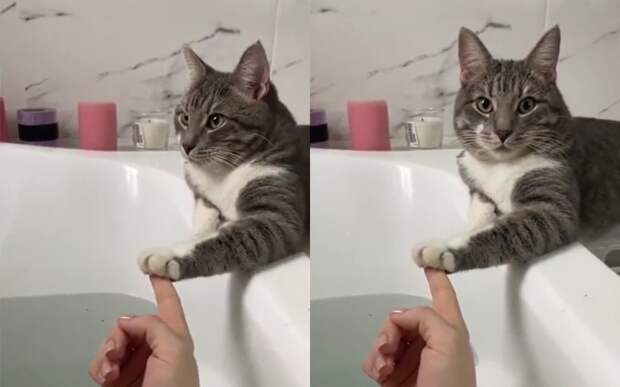 Лапа поддержки: заботливый кот не дает хозяйке утонуть в ванне