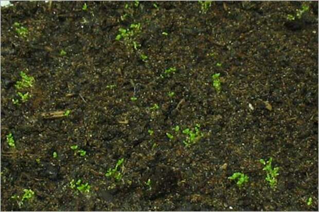 lobelii2 (450x300, 40Kb)