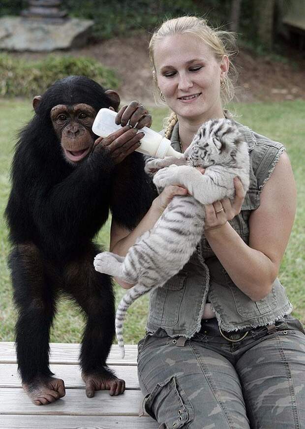 дружба животных обезьяна и тигр