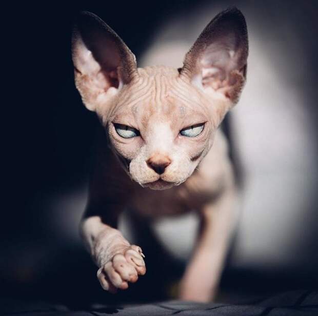 25 фотографий суровых сфинксов, которые похожи на демонических тварей животные, кошки, сфинксы