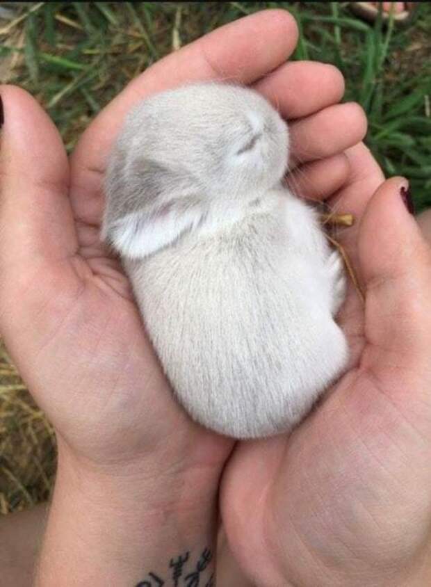 Спящий кролик