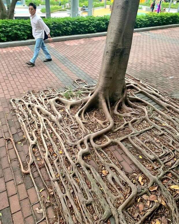 20 Trees That Can Survive Anything. Their Will to Live is Impressive