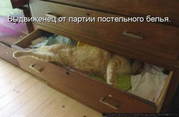 Лучшие котоматрицы недели (28 шт)