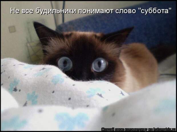 Коллекция весёлых картинок про субботу