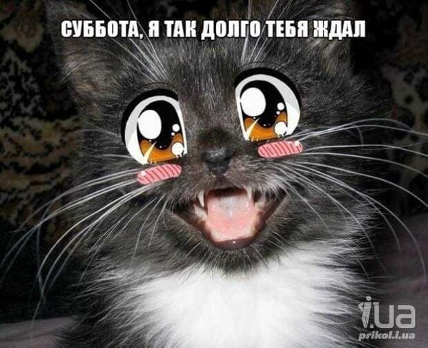 Коллекция весёлых картинок про субботу