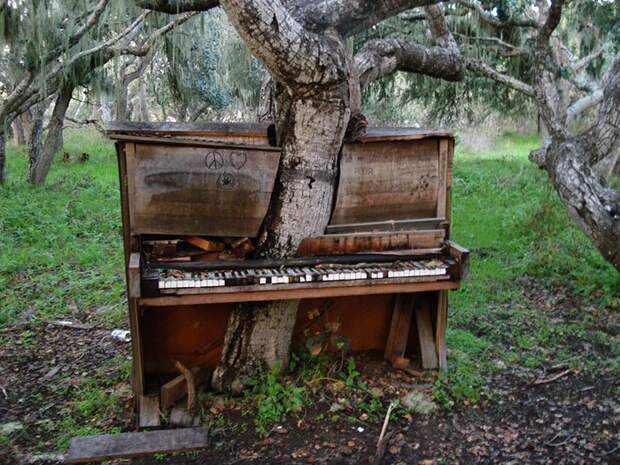 Музыкальное дерево. Или деревянное пианино? в мире, деревья, красота, природа, фото