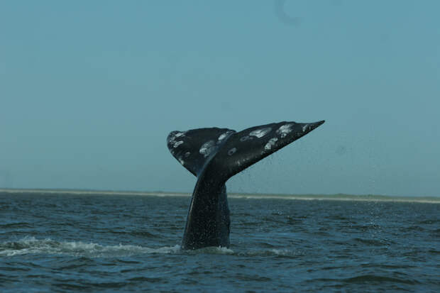 Учёные смогли «поговорить» с китом у берегов Аляски