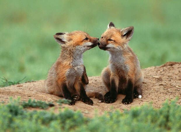 Kissing Animals
