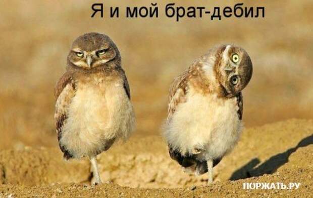 Ржачные картинки животных, смешные надписи.