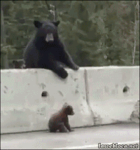 ����� ��������, ���������, �������,  gif ��������, mama bear, bear cub,  ��� �������� ������� ��������� 