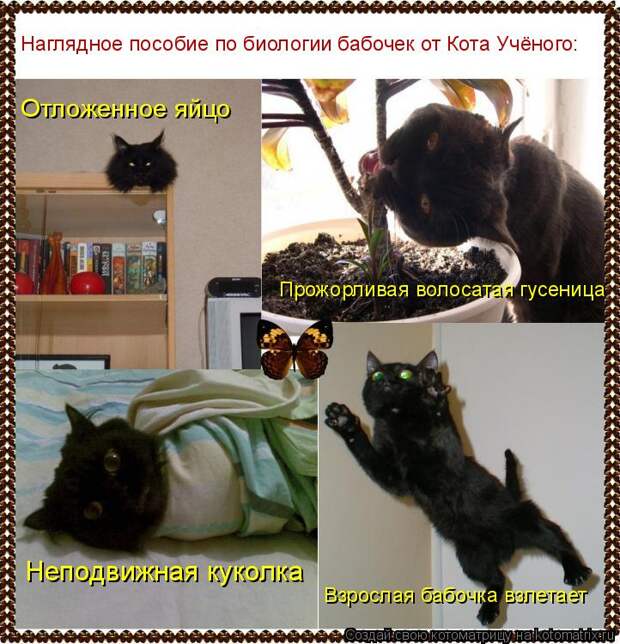 Котоматрица - Наглядное пособие по биологии бабочек от Кота Учёного: Отложенное яйцо
