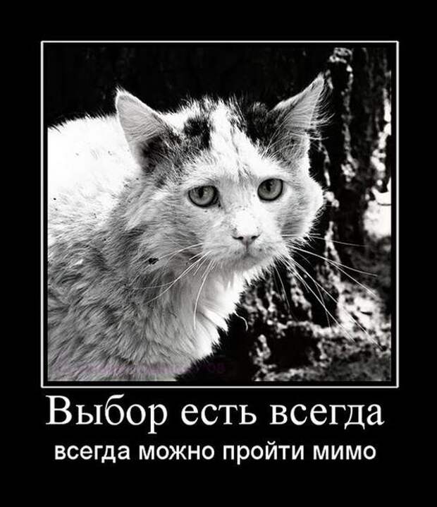 Сборник демотивационных приколов Сборник демотивационных приколов