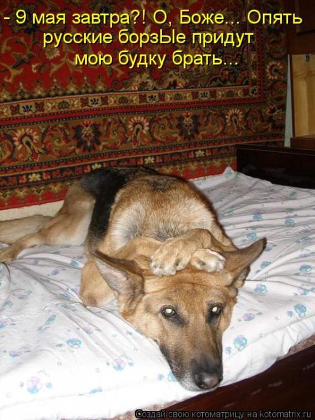Котоматрицы(картинки с надписями)