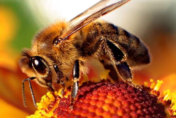 the-10-deadliest-insects-in-the-world-8