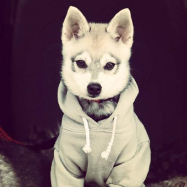 Хорошее настроение в прикольных фото и картинках (49 шт)