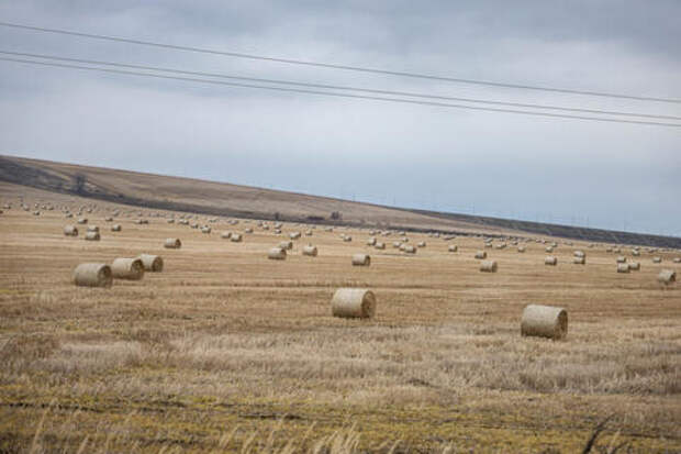 Сельское хозяйство в Краснодарском крае в приоритете: 10,5 млрд рублей направят на поддержку АПК в 2026 году