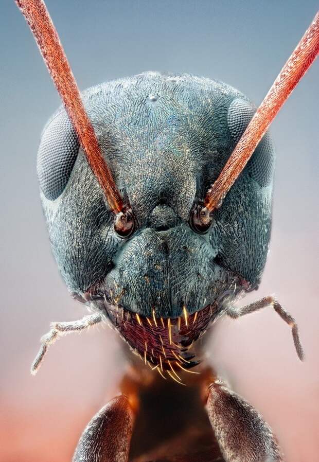 insects18 insects18 Портреты насекомых