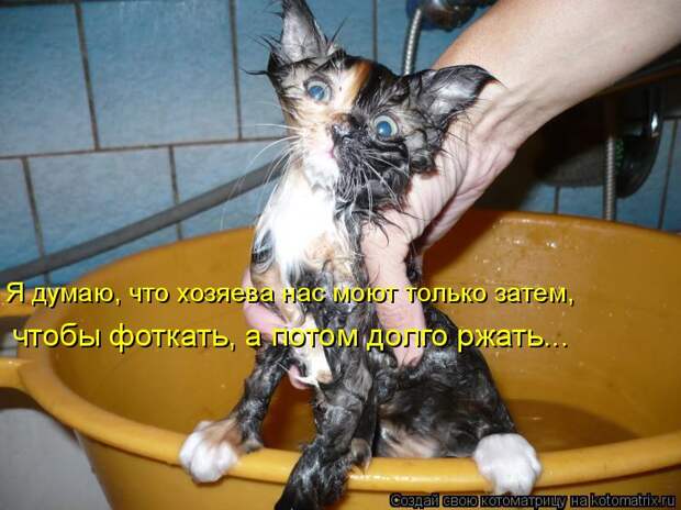 Котоматрица - Я думаю, что хозяева нас моют только затем, чтобы фоткать, а потом дол
