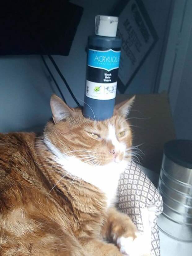 Кошки,постигшие дзен кошки, приколы, смешные кошки, юмор.