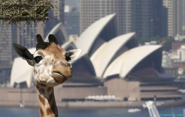 Жираф осматривает свой корпус в зоопарке Таронга, Сидней, Австралия.