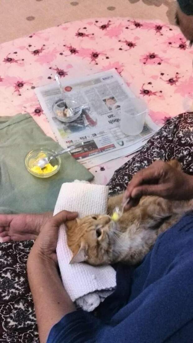 Двоюродный брат подобрал на улице парализованного кота, которого избили недочеловеки! ...
