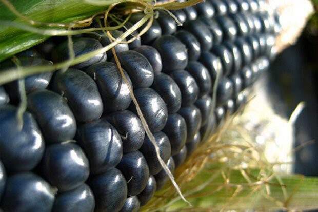 Синяя кукуруза (хопи) еда, овощи, факты, фрукты, экзотические овощи и фрукты