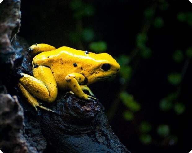 Ужасный листолаз (лат. Phyllobates terribilis)