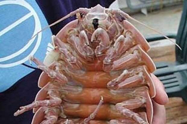 Самые опасные гигантские беспозвоночные