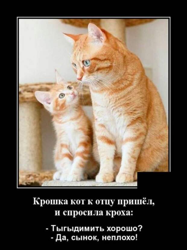 Прикольные демотиваторы с надписями. Подборка chert-poberi-dem-chert-poberi-dem-09310421092020-1 картинка chert-poberi-dem-09310421092020-1
