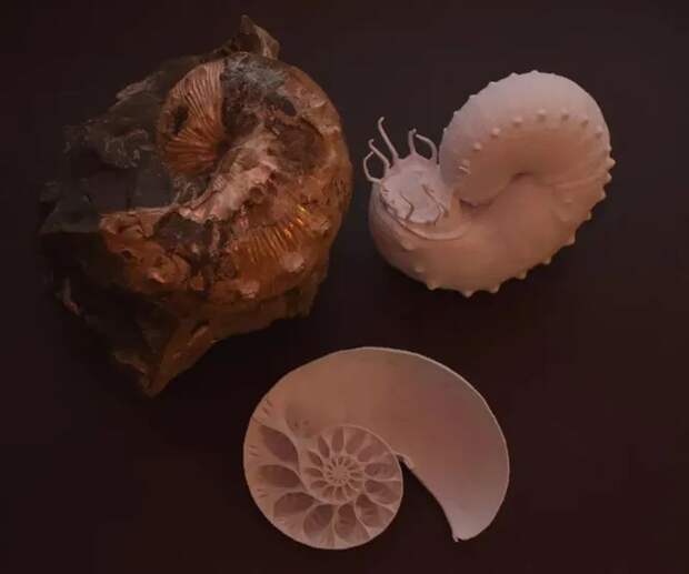 Почему у древних моллюсков необычная структура раковин