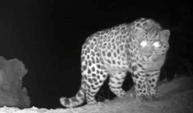 «Ранее неизвестный науке»: загадочный зверь попал на фото в Приморье