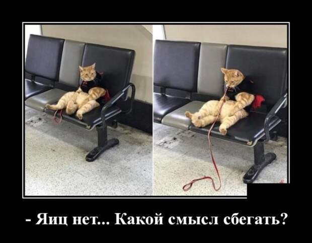 Демотиваторы