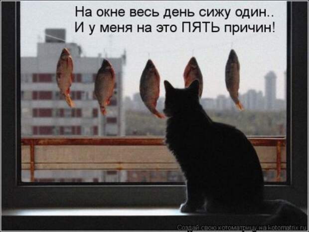 Лучшие котоматрицы за неделю (36 шт)