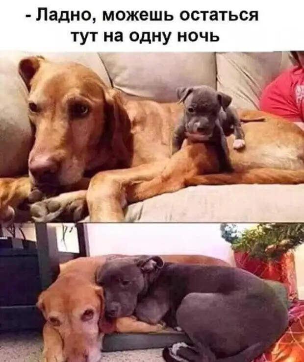 Встречаются два мужика, один другого спрашивает...