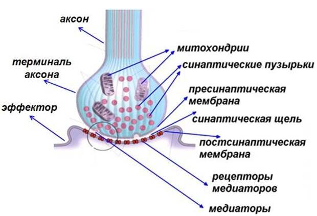 Принципиальная схема синапса.