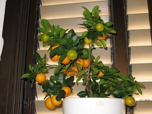 Как вырастить мандарин из косточки в домашних условиях.