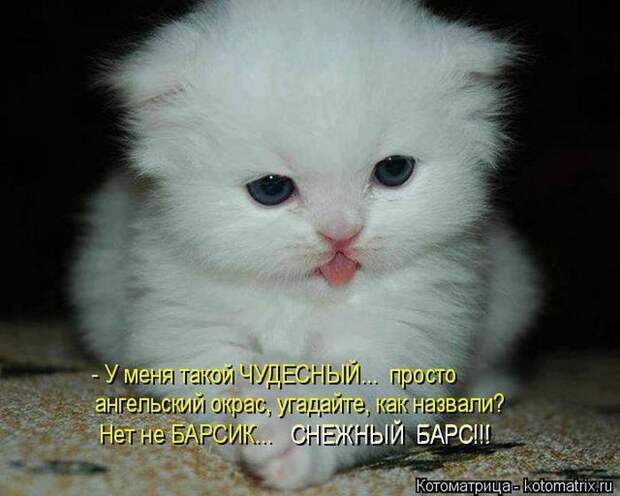 Лучшие котоматрицы недели (50 фото) Лучшие котоматрицы недели (50 фото)