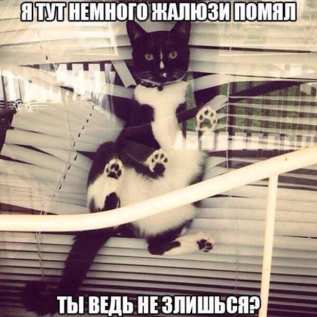 кот, прикол, юмор