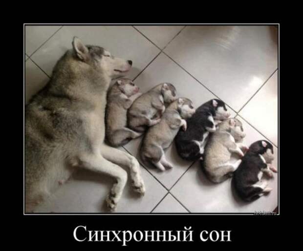 Новые прикольные демотиваторы (38 шт)